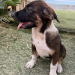 Mastin Mischling Harley, 01/2026, Endgröße ca. 60- 70 cm