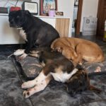 Mastin Mischling Harley, 01/2026, Endgröße ca. 60- 70 cm