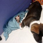 Mastin Mischling Harley, 01/2026, Endgröße ca. 60- 70 cm