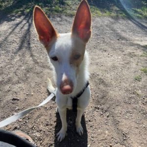 Podenco Harry Potter, 08/2023, ca. 45 cm, 04275 Leipzig