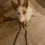 Podenco Harry Potter, 08/2023, ca. 45 cm, 04275 Leipzig