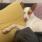 Podenco Harry Potter, 08/2023, ca. 45 cm, 04275 Leipzig