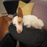 Podenco Harry Potter, 08/2023, ca. 45 cm, 04275 Leipzig
