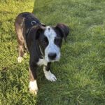 Mischling Hypnos, 12/2025, ca. 60 cm