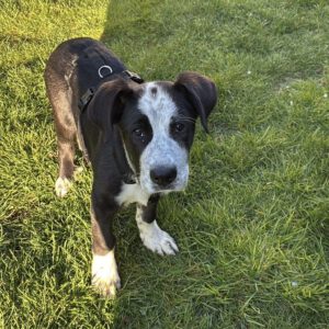 Mischling Hypnos, 12/2025, ca. 60 cm