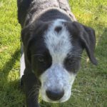 Mischling Hypnos, 12/2025, ca. 60 cm