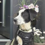 Mischling Hypnos, 12/2025, ca. 60 cm