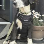 Mischling Hypnos, 12/2025, ca. 60 cm