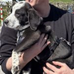 Mischling Hypnos, 12/2025, ca. 60 cm