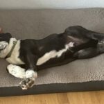 Mischling Hypnos, 12/2025, ca. 60 cm