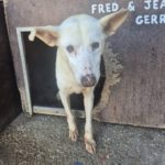 Podenco Mischling Isidoro, 07/2014, ca. 45 cm