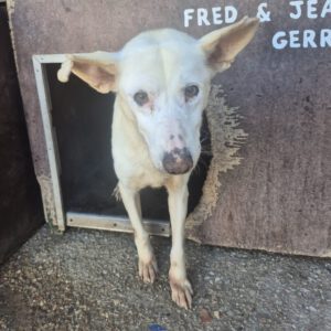 Podenco Mischling Isidoro, 07/2014, ca. 45 cm