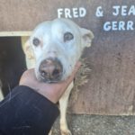 Podenco Mischling Isidoro, 07/2014, ca. 45 cm