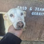 Podenco Mischling Isidoro, 07/2014, ca. 45 cm