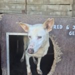 Podenco Mischling Isidoro, 07/2014, ca. 45 cm