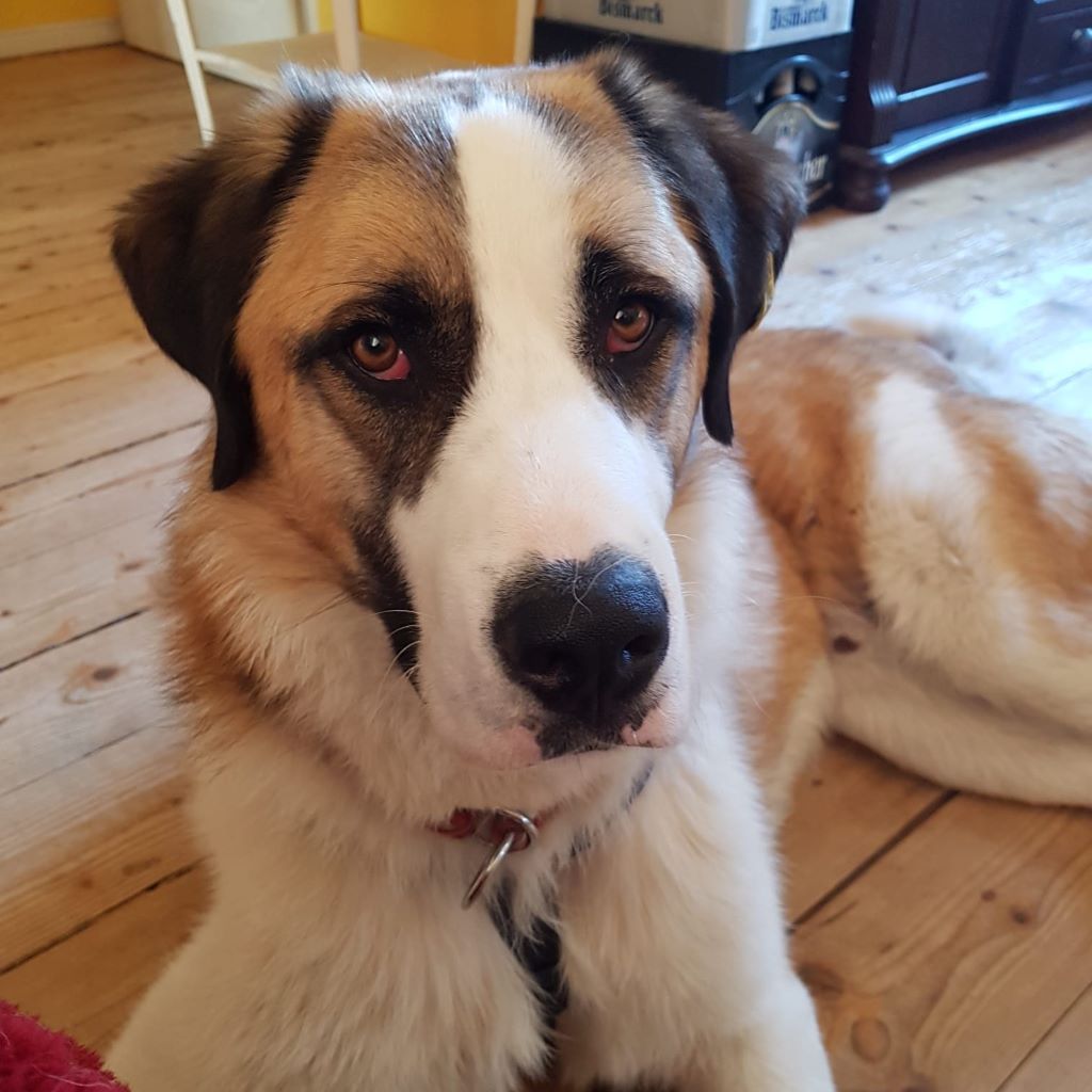 Mischling Jax, 10/2023, ca. 66 cm, 23843 Rümpel