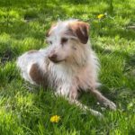 Podenco Mischling Johnie Ray, 01/2018, ca. 45 cm, 23824 Damsdorf