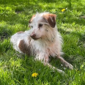 Podenco Mischling Johnie Ray, 01/2018, ca. 45 cm, 23824 Damsdorf