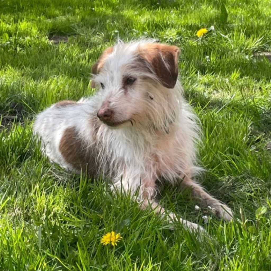 Podenco Mischling Johnie Ray, 01/2018, ca. 45 cm, 23824 Damsdorf