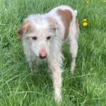 Podenco Mischling Johnie Ray, 01/2018, ca. 45 cm, 23824 Damsdorf