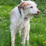 Podenco Mischling Johnie Ray, 01/2018, ca. 45 cm, 23824 Damsdorf