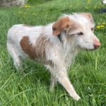 Podenco Mischling Johnie Ray, 01/2018, ca. 45 cm, 23824 Damsdorf