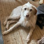 Podenco Mischling Johnie Ray, 01/2018, ca. 45 cm, 23824 Damsdorf