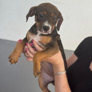 Mischling Joy, 01/2026, Endgröße ca. 45 cm