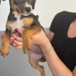 Mischling Joy, 01/2026, Endgröße ca. 45 cm