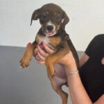 Mischling Joy, 01/2026, Endgröße ca. 45 cm