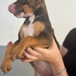 Mischling Joy, 01/2026, Endgröße ca. 45 cm