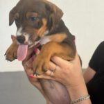 Mischling Joy, 01/2026, Endgröße ca. 45 cm