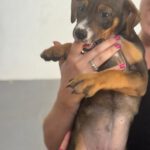 Mischling Joy, 01/2026, Endgröße ca. 45 cm