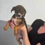 Mischling Joy, 01/2026, Endgröße ca. 45 cm