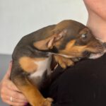 Mischling Joy, 01/2026, Endgröße ca. 45 cm