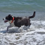 Akita Inu Mischling Kaeno, 04/2020, ca. 60 cm