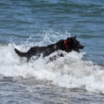 Akita Inu Mischling Kaeno, 04/2020, ca. 60 cm