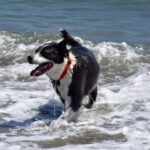 Akita Inu Mischling Kaeno, 04/2020, ca. 60 cm