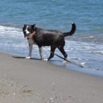 Akita Inu Mischling Kaeno, 04/2020, ca. 60 cm