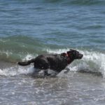 Akita Inu Mischling Kaeno, 04/2020, ca. 60 cm