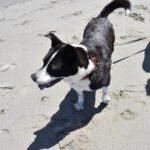 Akita Inu Mischling Kaeno, 04/2020, ca. 60 cm