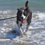 Akita Inu Mischling Kaeno, 04/2020, ca. 60 cm