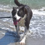 Akita Inu Mischling Kaeno, 04/2020, ca. 60 cm