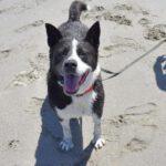 Akita Inu Mischling Kaeno, 04/2020, ca. 60 cm