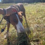 Podenco Kalle, 03/2024, ca. 53 cm