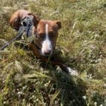 Podenco Kalle, 03/2024, ca. 53 cm