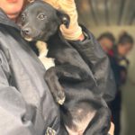 Mischling Karen, 10/2025, Endgröße ca. 45 cm