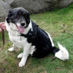 Mischling Kaya, 04/2022, ca. 60 cm