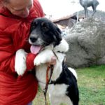 Mischling Kaya, 04/2022, ca. 60 cm