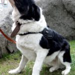 Mischling Kaya, 04/2022, ca. 60 cm